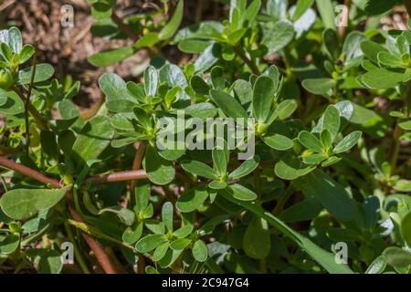 Purslane Pflanze portulaca oleracea Nahaufnahme mit Sonnenlicht Stockfoto