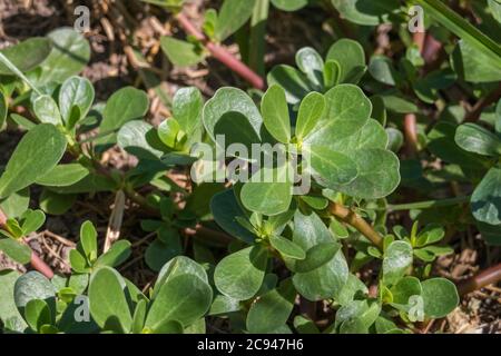 Pflanze Purslane portulaca oleracea wächst im Freien Nahaufnahme Ansicht Stockfoto