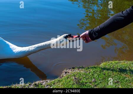 Die Hand eines Mannes füttert einen Schwan im See mit Brot. Foto Stockfoto