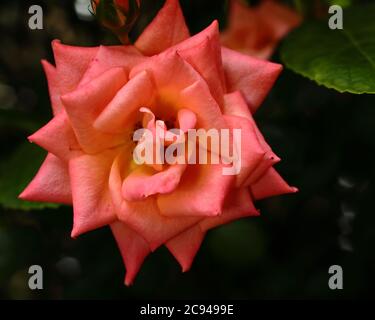 Nahaufnahme der orangen Rose Stockfoto
