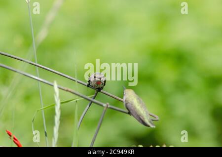 Zwei Annas Kolibris streiten sich in einem Gemeinschaftsgarten in Redmond, Washington, über ein Gebiet in der Nähe von roten Krokosmianblüten. Stockfoto