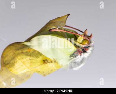 Ein gemeiner Schwefel-Schmetterling (Gonepteryx rhamni), der aus der Chrysallis hervortritt. Stockfoto