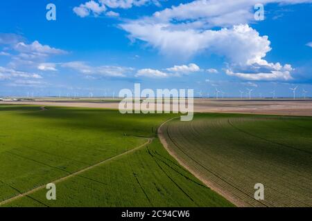 Ein Drohnenbild mit Blick auf eine neu wachsende Weizenernte mit Windmühlen im Hintergrund zeigt die klassische Szene der Great Plains im Mittleren Westen. Stockfoto