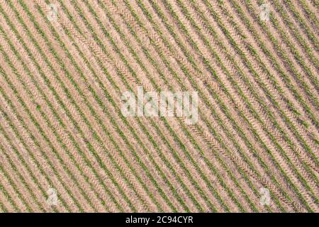 Ein Drohnenbild mit Blick auf eine neu wachsende Maisernte zeigt eine klassische Farmlandschaft, die typisch für den Mittleren Westen ist. Stockfoto