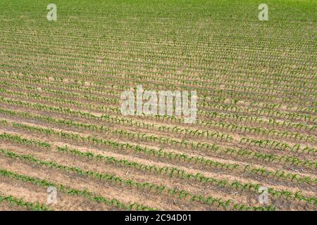 Ein Drohnenbild mit Blick auf eine neu wachsende Maisernte zeigt eine klassische Farmlandschaft, die typisch für den Mittleren Westen ist. Stockfoto