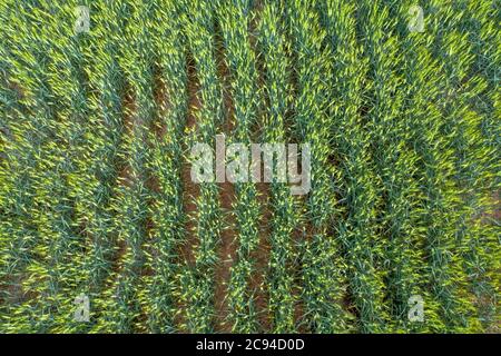 Ein Drohnenbild mit Blick auf eine neu wachsende Getreideernte zeigt eine klassische Farmlandschaft, die typisch für den Mittleren Westen ist. Stockfoto