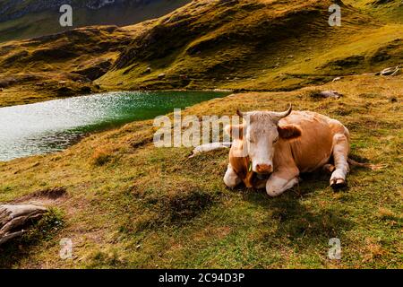 Schlafende Schweizer Kuh in der Nähe des Bachalpsee, zuerst in der Nähe von Grindelwald, im Berner Oberland der Schweizer Alpen Stockfoto