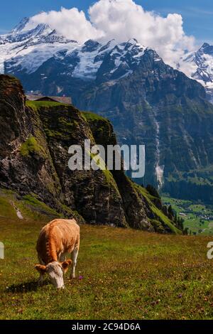 Sonniger Tag, Blick auf das Wetterhorn, und eine Schweizer Kuh in den Schweizer Alpen, bei Grindelwald, Schweiz Stockfoto