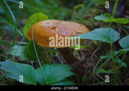 Suillus grevillei ist allgemein als Greville-Bolete und Lärchenbolete bekannt. Schöner essbarer Pilz. Stockfoto