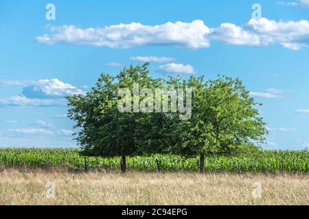 Zwei Bäume säumen den Rand einer Maisernte in einer ländlichen Region des Mittleren Westens an einem hellen, sonnigen Tag. Stockfoto