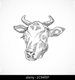 Kuh Gesicht Hand Gezeichnet Vektor Illustration. Abstrakte Skizze Des Haustieres. Gravur Stil Zeichnung. Isoliert Stock Vektor