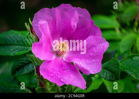 Eine große rosafarbene Kosmos-Blume mit gelbem Zentrum. Die Staubblätter sind gelb. Die Blüten sind papierfarben und rosa mit einer glänzenden Oberfläche und einer Gänseblümchenblüte Stockfoto