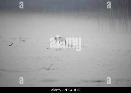 Ein wunderschöner Coyote im Schnee, der an einem Wintertag im Tal des Yosemite National Park, Kalifornien, USA, zu Fuß unterwegs ist Stockfoto