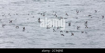 Eine gemischte Herde von Manx Shearwater, Puffinus puffinus und Gemeinen Guillemot, Uria aalge, auf der Passage durch den Firth of Clyde vor dem Südwesten Schottlands Stockfoto