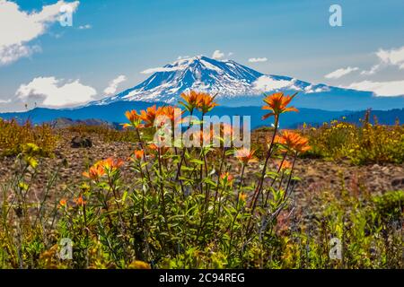 Indian Paintbrush, Castilleja spp., über Spirit Lake, mit Mount Adams entfernt, in Mount St. Helens National Volcanic Monument, Gifford Pinchot Natio Stockfoto