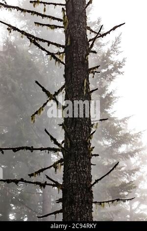 Nadelwald an einem nebligen Sommermorgen im Gifford Pinchot National Forest, Washington State, USA Stockfoto