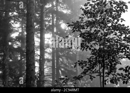 Nadelwald an einem nebligen Sommermorgen im Gifford Pinchot National Forest, Washington State, USA Stockfoto