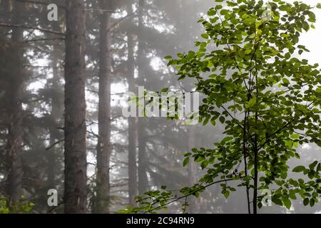 Nadelwald an einem nebligen Sommermorgen im Gifford Pinchot National Forest, Washington State, USA Stockfoto
