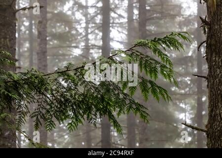 Nadelwald an einem nebligen Sommermorgen im Gifford Pinchot National Forest, Washington State, USA Stockfoto