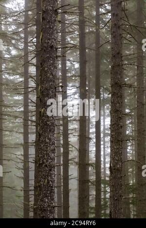 Nadelwald an einem nebligen Sommermorgen im Gifford Pinchot National Forest, Washington State, USA Stockfoto