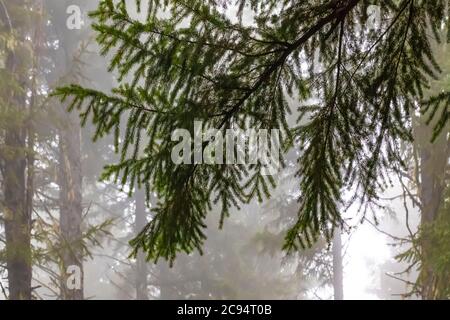 Nadelwald an einem nebligen Sommermorgen im Gifford Pinchot National Forest, Washington State, USA Stockfoto