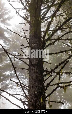 Nadelwald an einem nebligen Sommermorgen im Gifford Pinchot National Forest, Washington State, USA Stockfoto