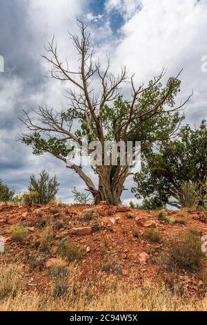 Ein hoher Wacholderbaum steht im Vordergrund vor einem großen Sommermonsun in der Wüste von Arizona. Stockfoto