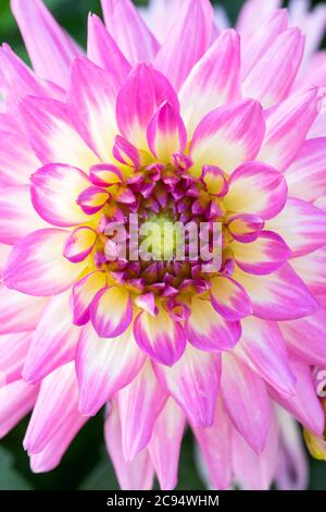 Dahlie 'Pink Perfektion' Blume Stockfoto