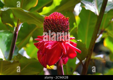 Schöne rote Flamme Ingwer blühen im Regenwald auf Maui. Stockfoto