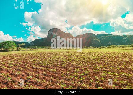 Grüne große Fläche mit Tabakplantage und einigen kleinen Häusern in Valle del Silencio, in Vinales, Kuba, an einem sonnigen schönen Tag. Stockfoto