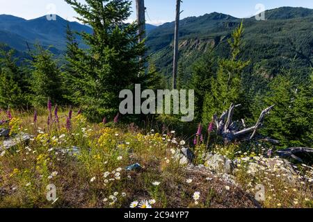 Blick auf Mount St. Helens und regenerierenden Wald im Mount St. Helens National Volcanic Monument, Gifford Pinchot National Forest, Washington State, USA Stockfoto