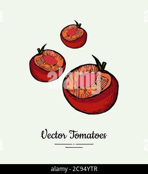 Tomatengemüse Vektor isolieren. Rote halbgeschnittene Tomaten. Gemüse handgezeichnete Illustration. Trendiges Essen, vegetarisch Stock Vektor