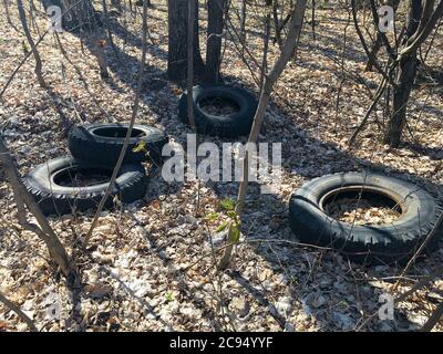 Schmutzige alte Gummireifen im Wald. Unzulässig Stockfoto