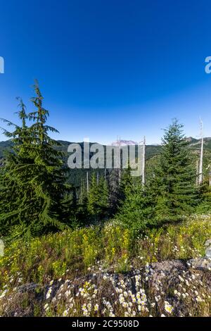 Blick auf Mount St. Helens und regenerierenden Wald im Mount St. Helens National Volcanic Monument, Gifford Pinchot National Forest, Washington State, USA Stockfoto