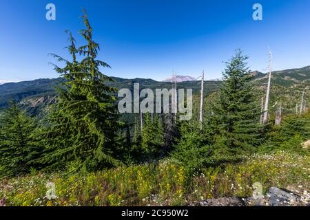 Blick auf Mount St. Helens und regenerierenden Wald im Mount St. Helens National Volcanic Monument, Gifford Pinchot National Forest, Washington State, USA Stockfoto