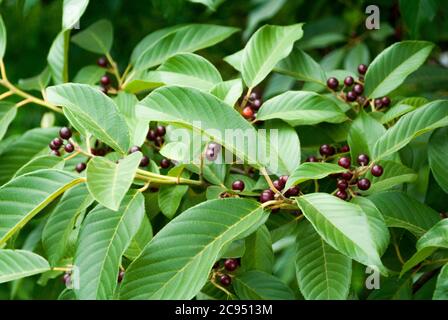 Zweige mit natürlichen Früchten, Nahrung für Vögel und andere Arten, Bergblätterwerk im ländlichen Guatemala. Stockfoto