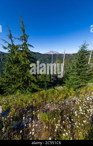 Blick auf Mount St. Helens und regenerierenden Wald im Mount St. Helens National Volcanic Monument, Gifford Pinchot National Forest, Washington State, USA Stockfoto