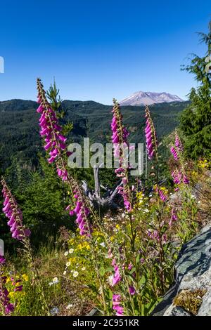 Blick auf Mount St. Helens und regenerierenden Wald im Mount St. Helens National Volcanic Monument, Gifford Pinchot National Forest, Washington State, USA Stockfoto