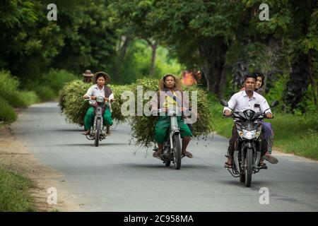 Sagaing/Myanmar-3. Oktober 2019: Birmanische Bauern fahren Motorräder, um Gras zu transportieren, um Tiere zu füttern. Stockfoto