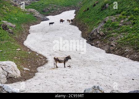 Niedliche Kühe auf Schnee in den Bergen. Tiere in Kirgisistan. Stockfoto