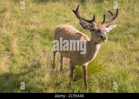 Portrait von jungen Hirschen im Wald von Paneveggio, Predazzo, Trentino, Italien Stockfoto