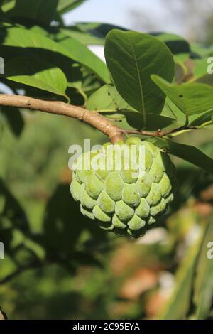 Bild von Pudding Apfel auf dem Baum Stockfoto