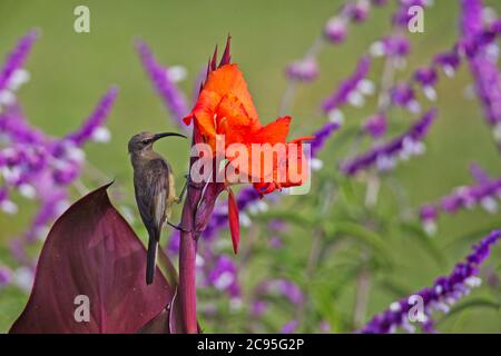 Weibliche Sonnenvogel (Chalcomitra senegalensis) durch eine Blume. Fotografiert in Äthiopien Stockfoto