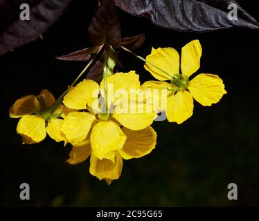 Gelbe Blüten der umsäumten Loosestrife (lysimachia ciliata) Pflanze. Stockfoto