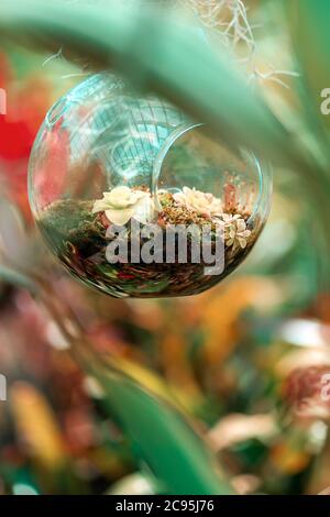 Transparentes rundes Florarium mit Sukkulenten, an einer Schnur aufgehängt. Nahaufnahme. Pflanzen im Hintergrund. Speicherplatz kopieren. Stockfoto