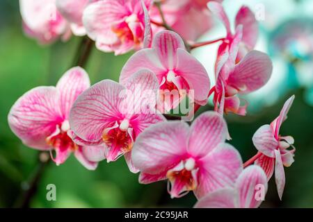 Tropische Pflanzen im Arboretum. Blätter und wilde weiß-rosa Orchideen, Blumen aus der Nähe. Konzept des Umweltschutzes. Stockfoto