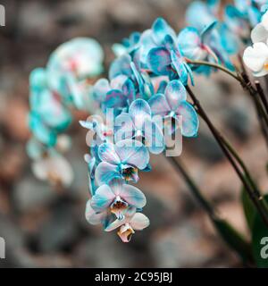 Tropische Pflanzen im Arboretum. Blätter und wild blaue Orchideenblüten aus der Nähe. Konzept des Umweltschutzes. Stockfoto