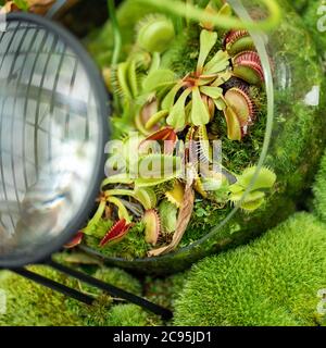 Venusfliegenfänger in einem von Moos umgebenen Florarium. Draufsicht, Nahaufnahme. Wilde Blumen. Stockfoto