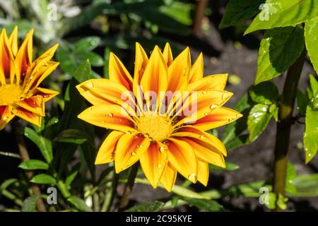 Helle gelb-orange Blume mit glitzernden Wassertropfen im Sonnenlicht, Nahaufnahme. Stockfoto