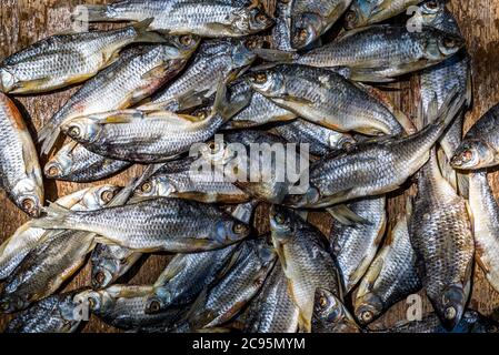 Getrockneter Fisch. Gesalzener Fisch für Bier Hintergrund Stockfoto